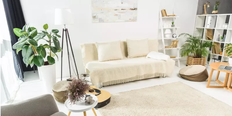 清洁空气植物对你的家